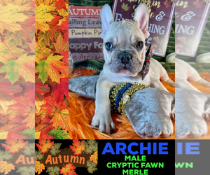 French Bulldog Puppy for sale in HEATHROW, FL, USA