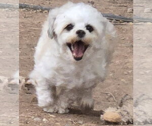 **LOLA - Read Bio Below - Female Shih-Poo Dog for Adoption - Photo #8