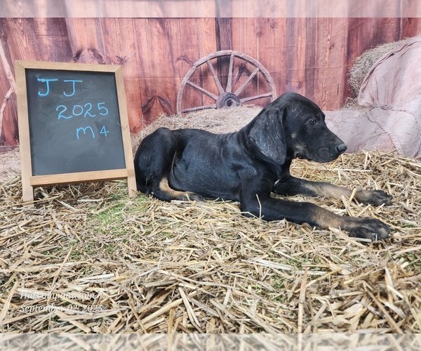 Medium Photo #9 Catahoula Leopard Dog Puppy For Sale in CUMBY, TX, USA