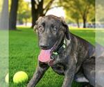 Small Labrador Retriever Mix