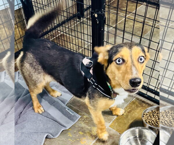 Medium Photo #6 Mutt Puppy For Sale in Overland Park, KS, USA