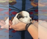 Small #11 Pembroke Welsh Corgi-Poodle (Miniature) Mix