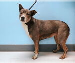 Small American Pit Bull Terrier Mix