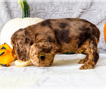 Small Photo #17 Cocker Spaniel Puppy For Sale in WAKARUSA, IN, USA