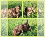 Puppy Reeses Goldendoodle