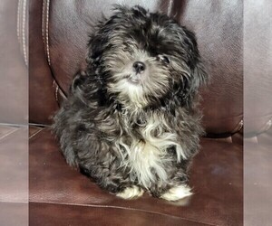 Shih Tzu Puppy for sale in BRANDON, FL, USA