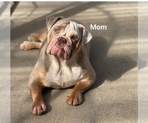 Mother of the Bulldog puppies born on 11/01/2022