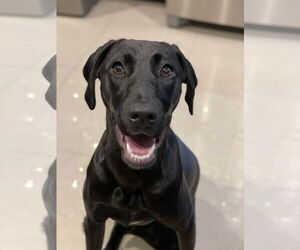 Medium German Shorthaired Pointer Mix