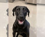 Small German Shorthaired Pointer Mix