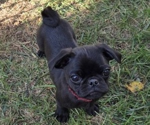 Medium Pug