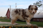 Small Photo #1 Australian Shepherd Puppy For Sale in DONOVAN, IL, USA