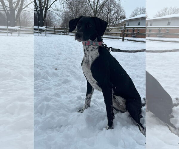 Medium Photo #11 Pointer-Unknown Mix Puppy For Sale in Germantown, OH, USA