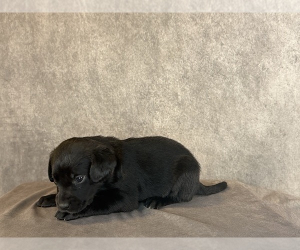 Medium Photo #11 Labrador Retriever Puppy For Sale in WHITNEY, TX, USA