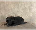 Small #10 Labrador Retriever