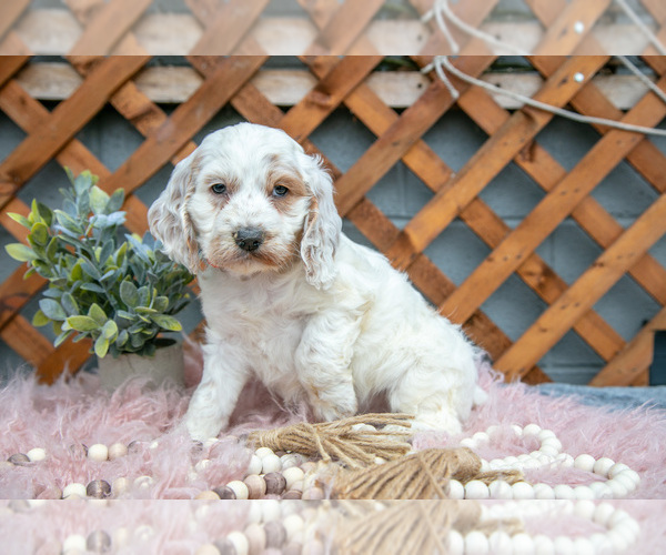 Medium Photo #2 Cock-A-Poo Puppy For Sale in MILLERSBURG, OH, USA
