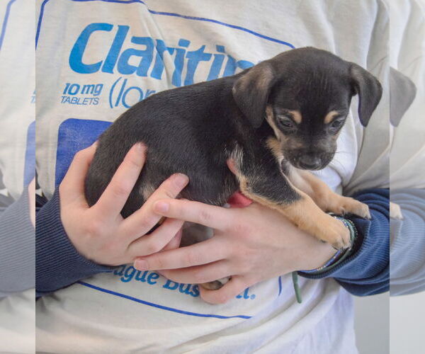 Medium Photo #2 Chiweenie Puppy For Sale in Huntley, IL, USA