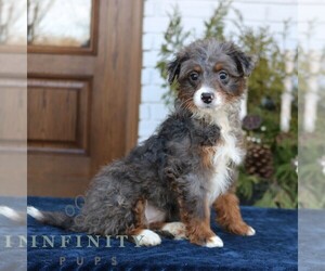 Bernedoodle (Miniature) Puppy for sale in NARVON, PA, USA