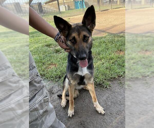 Medium Photo #1 German Shepherd Dog Puppy For Sale in Riverside, CA, USA