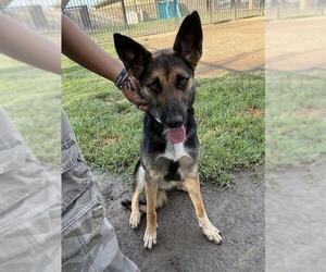 German Shepherd Dog Dogs for adoption in Riverside, CA, USA