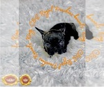 Puppy 5 French Bulldog