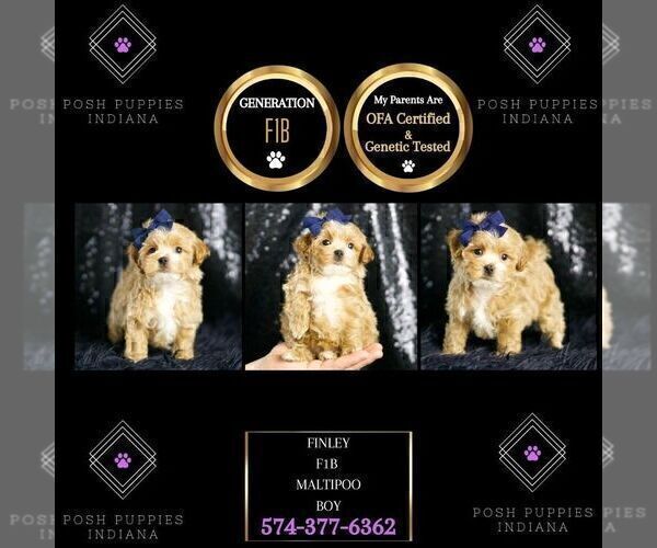 Medium Photo #110 Maltipoo Puppy For Sale in WARSAW, IN, USA