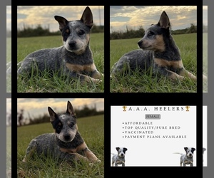 Australian Cattle Dog Puppy for sale in ZOLFO SPRINGS, FL, USA