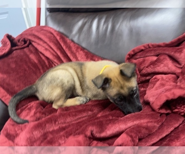 Medium Photo #118 Belgian Malinois Puppy For Sale in REESEVILLE, WI, USA