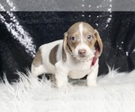 Small #6 Dachshund