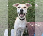 Small #6 Labrador Retriever Mix