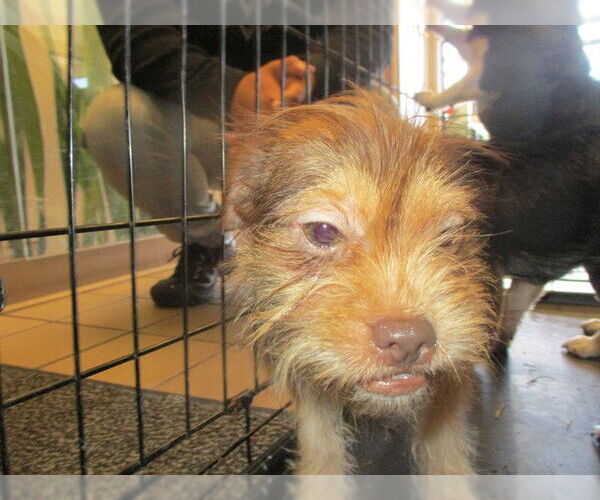 Medium Photo #1 - Mix Puppy For Sale in Ocala, FL, USA