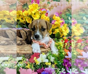 Rat Terrier Puppy for sale in HAMMOND, IN, USA