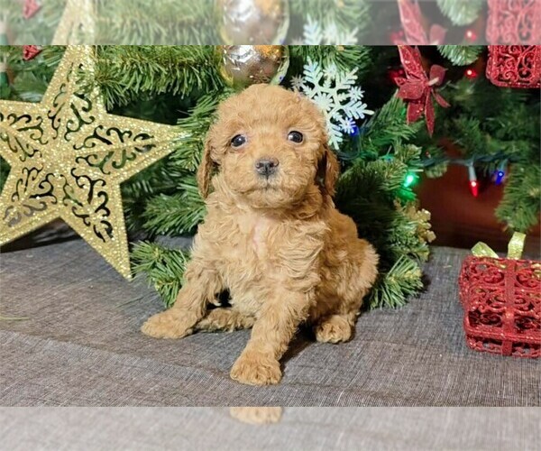 Medium Photo #1 Poodle (Toy) Puppy For Sale in DEAL, NJ, USA