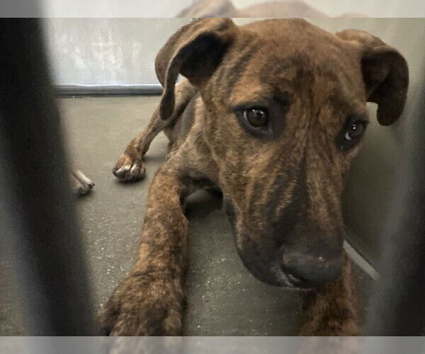 Medium Photo #1 American Pit Bull Terrier-Unknown Mix Puppy For Sale in San Bernardino, CA, USA