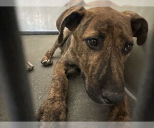 American Pit Bull Terrier-Unknown Mix Dogs for adoption in San Bernardino, CA, USA