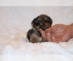 Small #17 Poodle (Toy)-YorkiePoo Mix