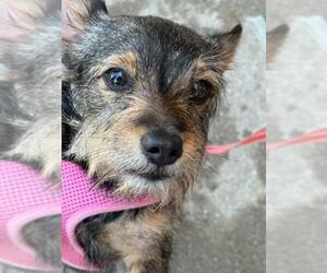 Mutt Dogs for adoption in Morganville, NJ, USA