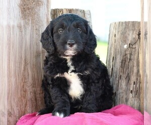 Goldendoodle (Miniature) Puppy for sale in FREDERICKSBG, OH, USA