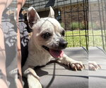 Small #19 Chihuahua