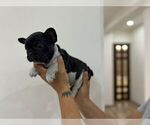 Small #15 French Bulldog