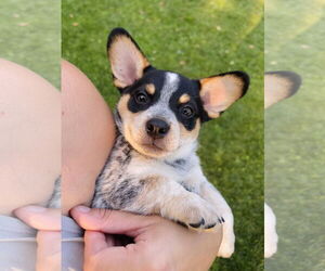 Pembroke Welsh Corgi Dogs for adoption in Winter, WI, USA