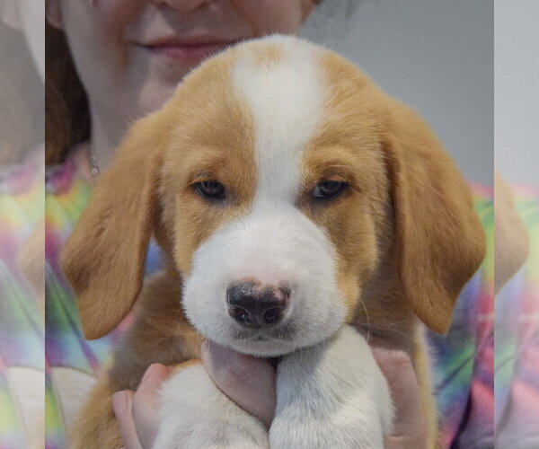 Medium Photo #6 Golden Shepherd Puppy For Sale in Huntley, IL, USA