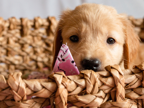 Medium Photo #12 Golden Retriever Puppy For Sale in EX SPGS, MO, USA