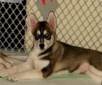 Small Photo #3 Siberian Husky Puppy For Sale in CINCINNATI, OH, USA
