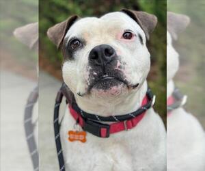 SHI-LOH - Male Mutt Dog for Adoption - Photo #2