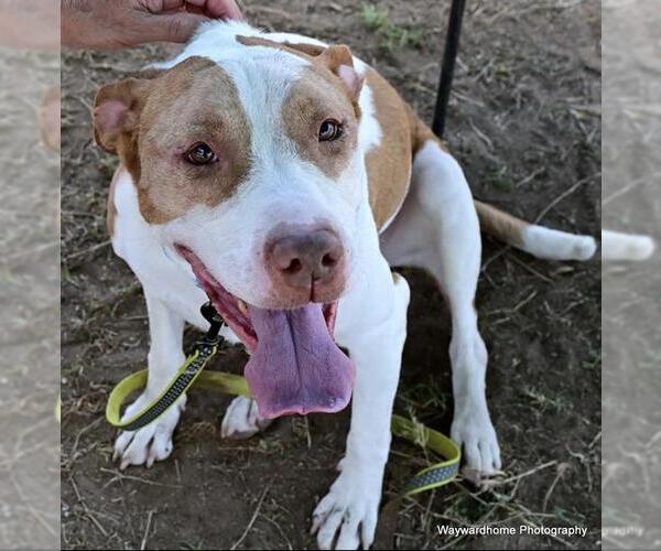 Medium Photo #2 American Pit Bull Terrier Puppy For Sale in Ocala, FL, USA