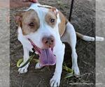 Small #1 American Pit Bull Terrier
