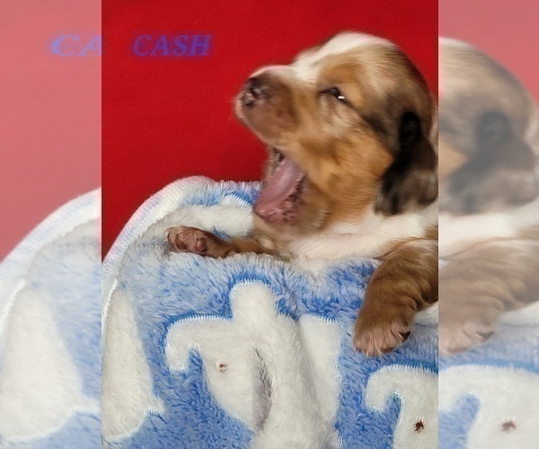 Medium Photo #5 Dachshund Puppy For Sale in THORNTON, CO, USA
