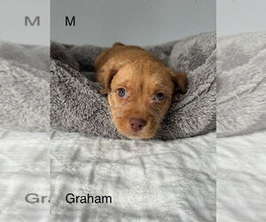 American Pit Bull Terrier-Miniature Schnauzer Mix Dogs for adoption in Oak Bluffs, MA, USA