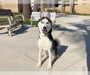 Siberian Husky Dogs for adoption in Orange, CA, USA