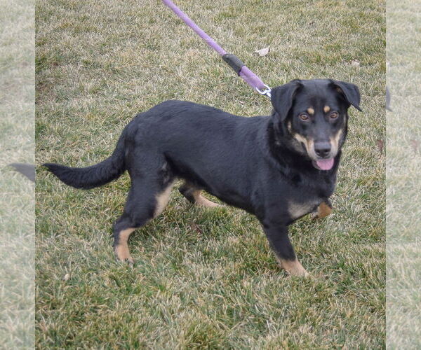 Medium Photo #5 Doberman Pinscher-German Shepherd Dog Mix Puppy For Sale in Huntley, IL, USA